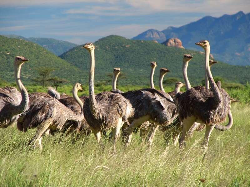 An Amazing Tanzania Safari Tour