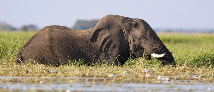 A Breathtaking Botswana Tour