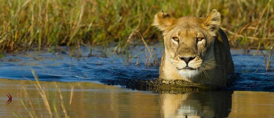 Amazing Experience at Botswana Safari