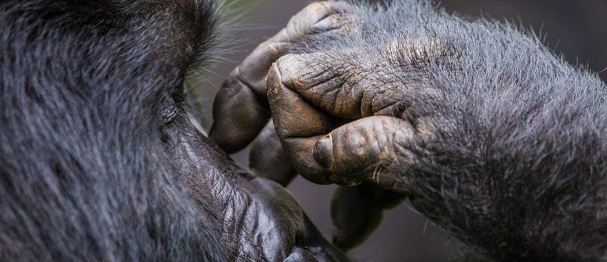 Incredible Gorilla Trekking in Uganda