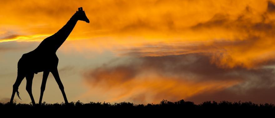Travel Review: A Wonderful yet Budget Friendly Kenya Safari