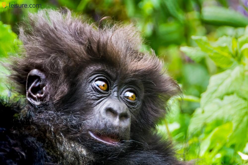 An 8-day Rwanda Safari Tour Package: Gorillas and Chimpanzees