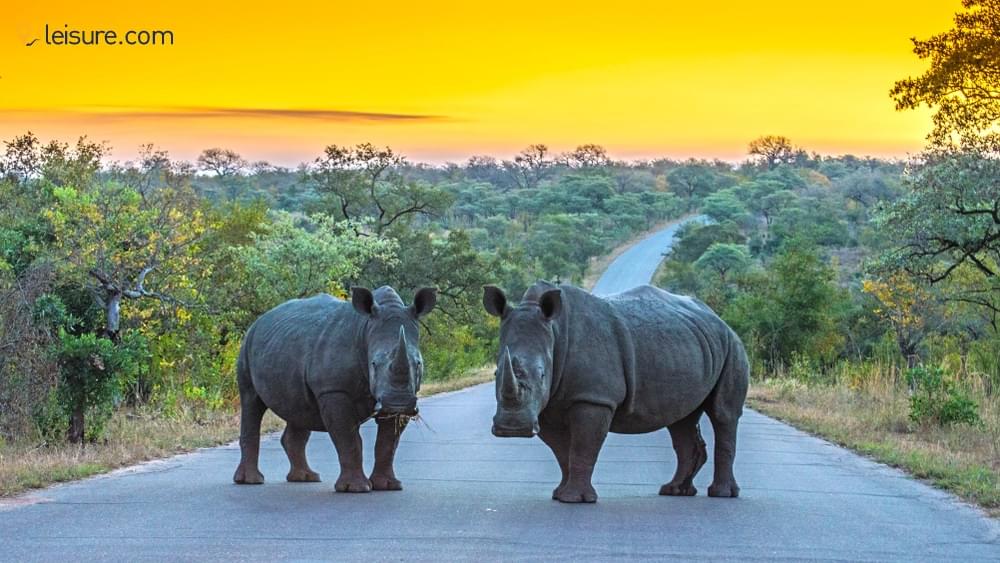 Uncover the Unseen on this Customized South Africa Safari Vacations