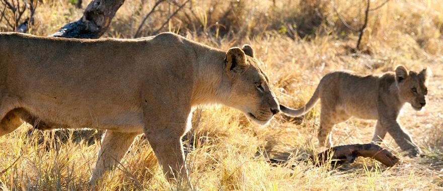 Amazing solo trip to Namibia!