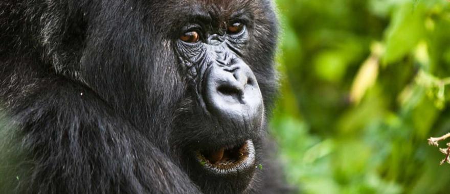 Adventurous Trip with Gorillas and Chimps in Uganda