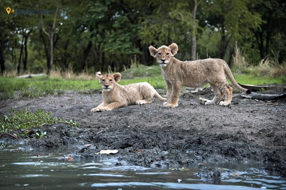 9-day Zambia Safari Tour: Water Hippos, Scenic Views, Afternoon Game Drives