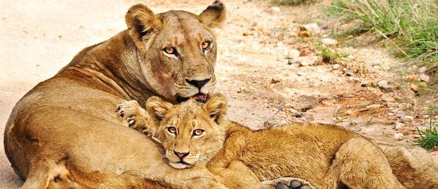 Awesome South Africa Trip for Families