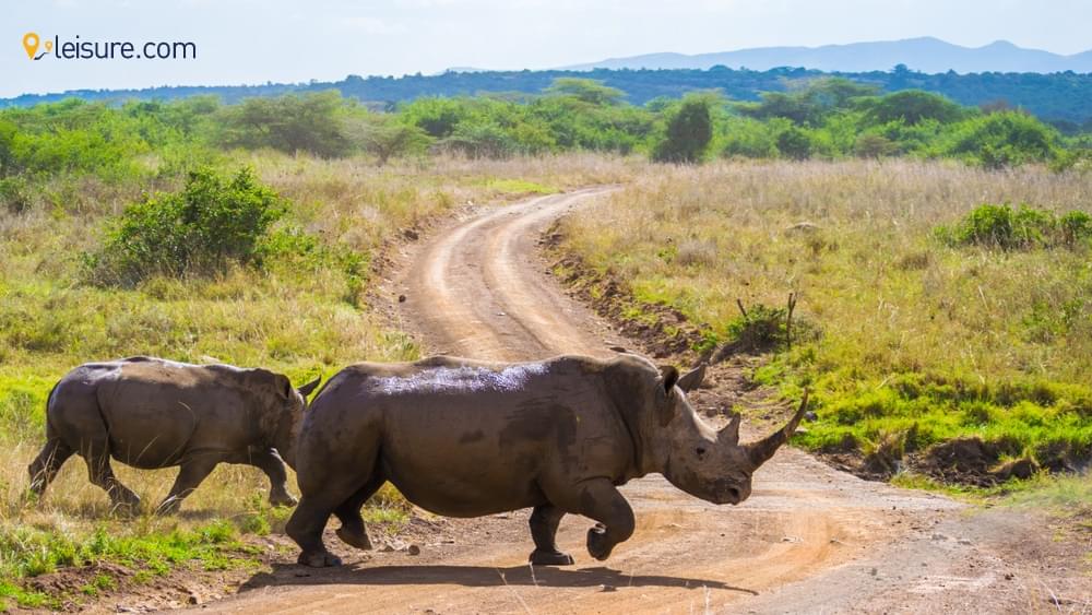 Kenya Safari: A Perfect Way To Explore The Best Destinations In Kenya