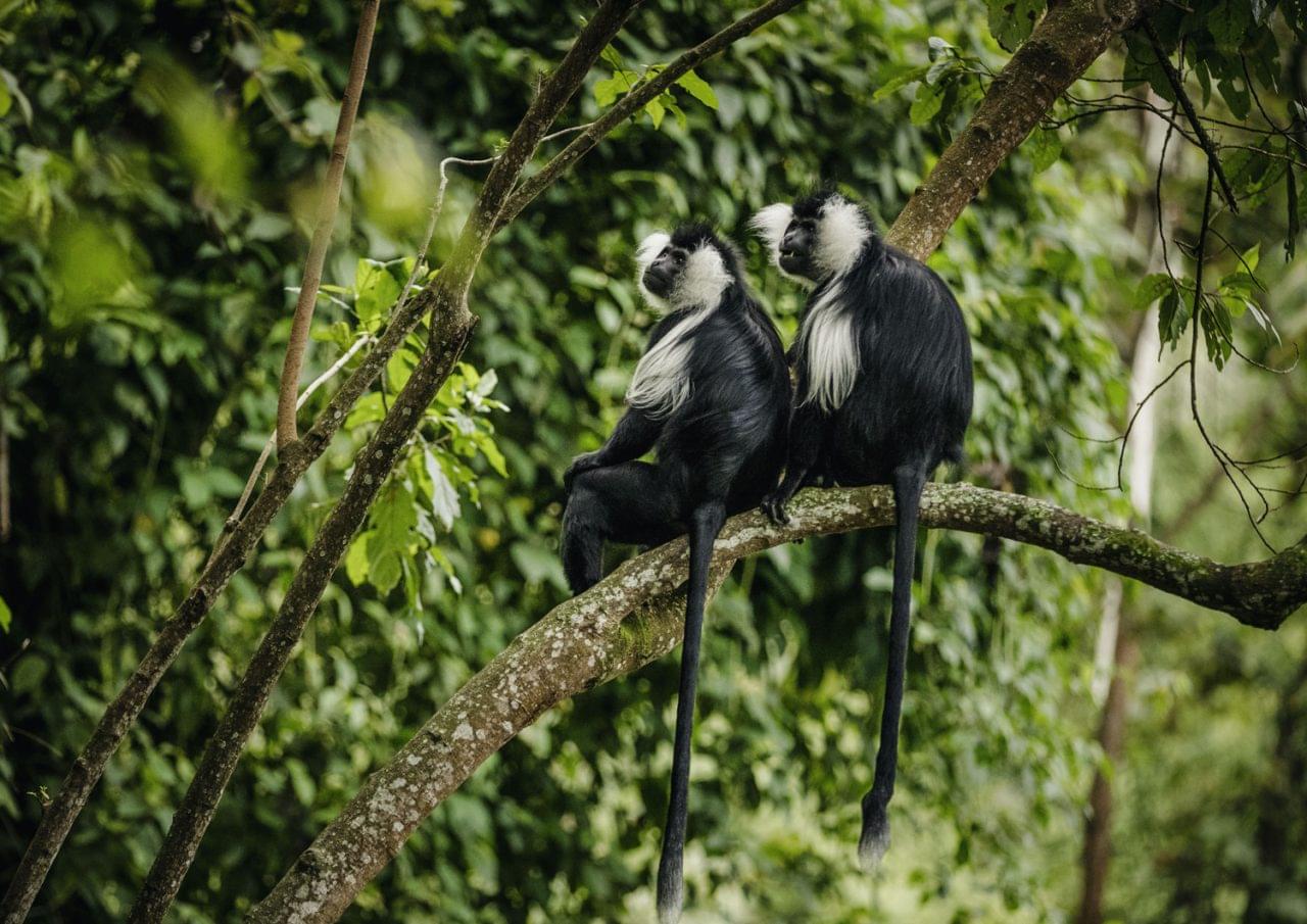 Travel Review: Family Trip To Rwanda
