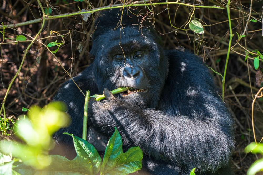 Enjoy Gorilla Trekking via 8-Day Uganda Safari Tour