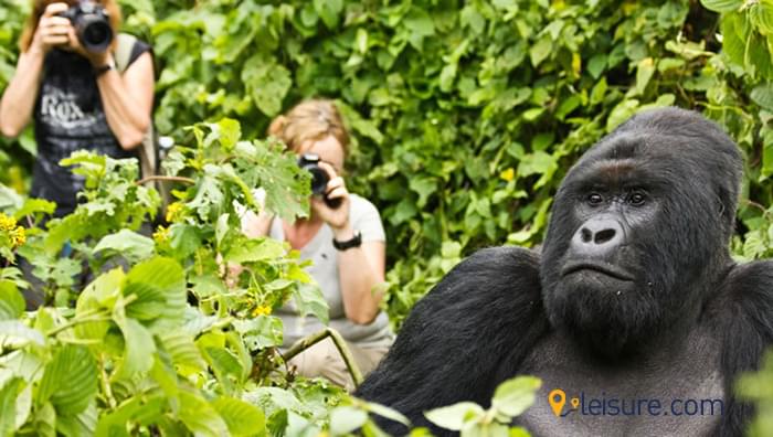Amazing Safari Trip to Rwanda