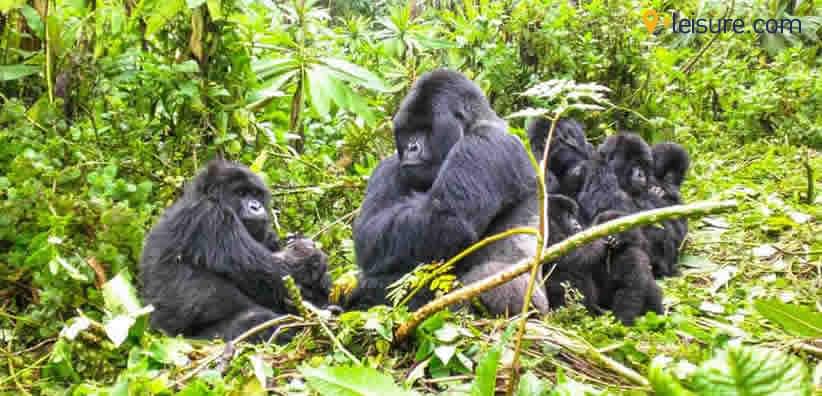 It was a Terrific Rwanda Tour Experience