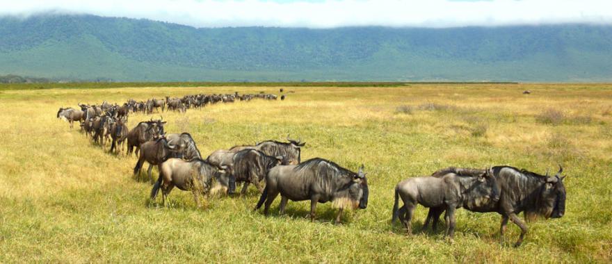 Travel Review: Luxury Africa Family Safari, Namibia, Kenya, Maasai Culture..