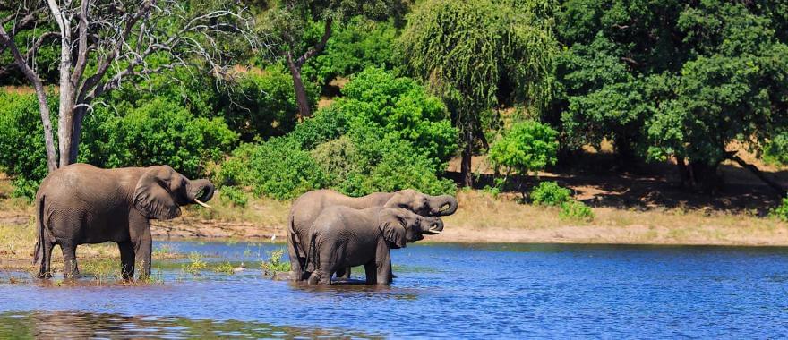 Travel Review: Adventurous Safari Tour To Zambia, Africa Safari, Zimbabwe..