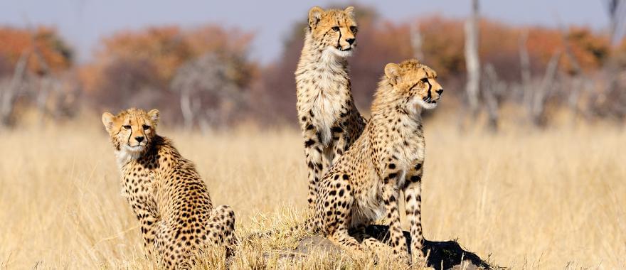 Travel Review: Perfect Tour To Zimbabwe, Africa Safari, Botswana, South Africa..