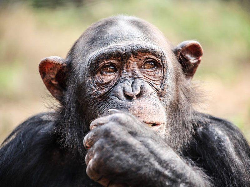 The Iconic One-Week Safari: Spend Time with Your Closest Primate Cousins