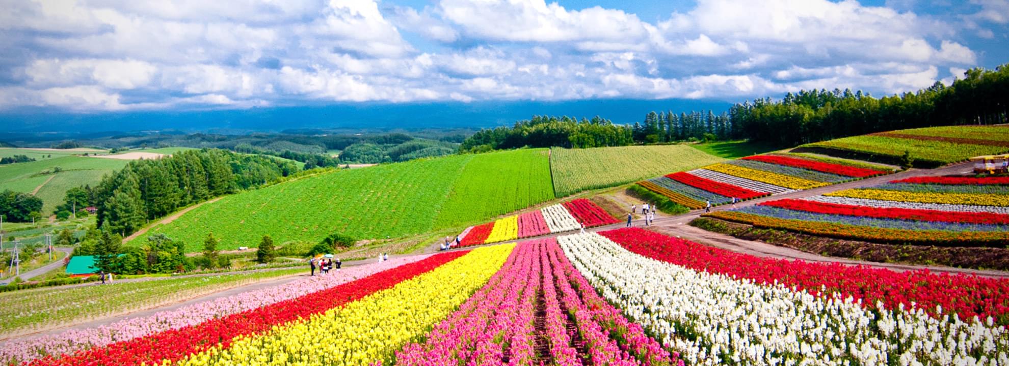 Japan Travel Review