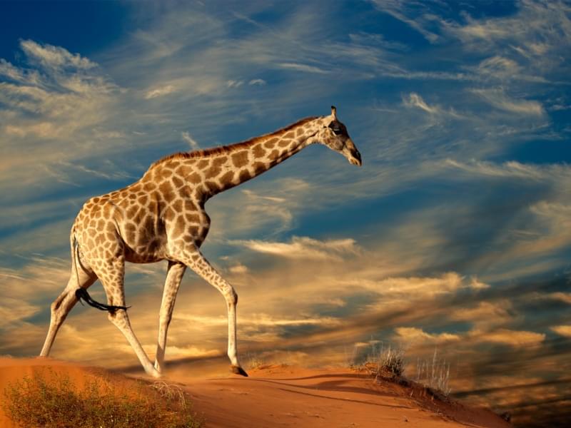 A Great Safari Into Namibia With The Best Travel Company