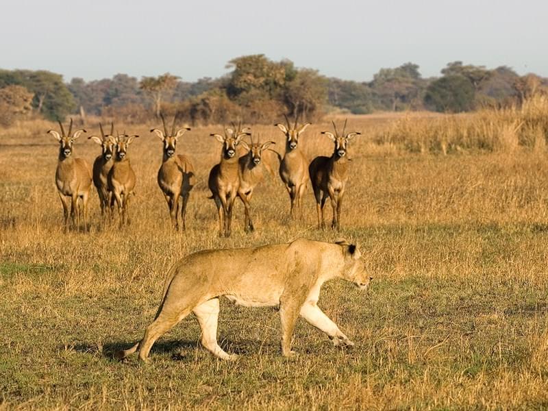 Best Holiday Ever In Zambia
