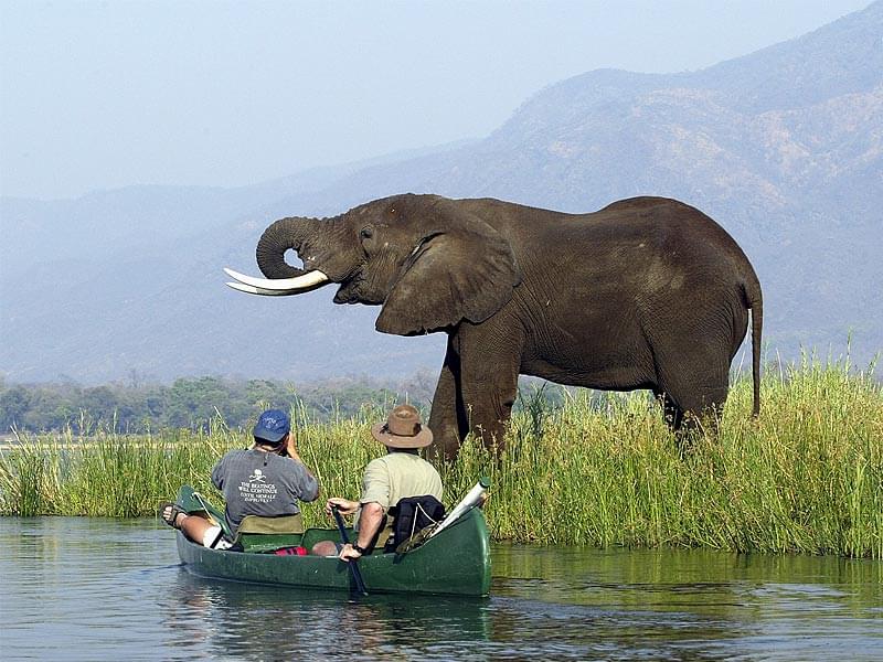 Amazing Experience in Zimbabwe Safari With This Tour Guide
