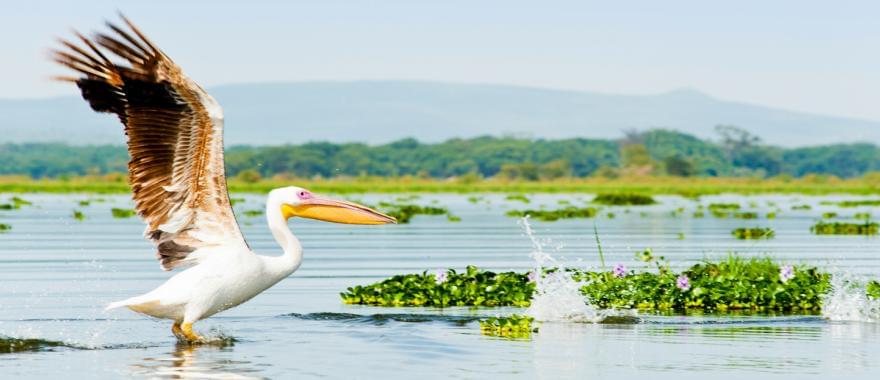 Unforgettable African Safari With The Best Kenya Tour Package