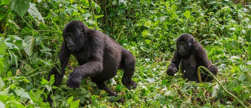 An Amazing experience awaits you at this Customized 7-Days Uganda Safari