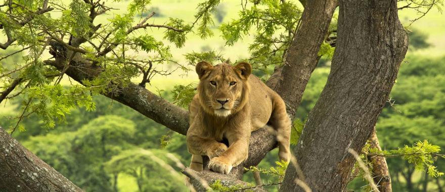 The Signature Gorilla Trekking in Uganda to Try This Year