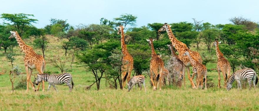 A Dream Safari In South Africa