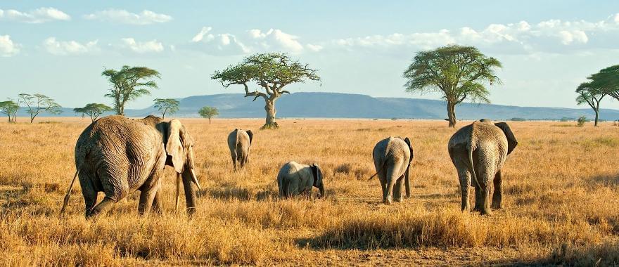 A Great Zambia Safari