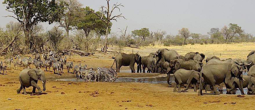 Fantastic Experience In Botswana Safari