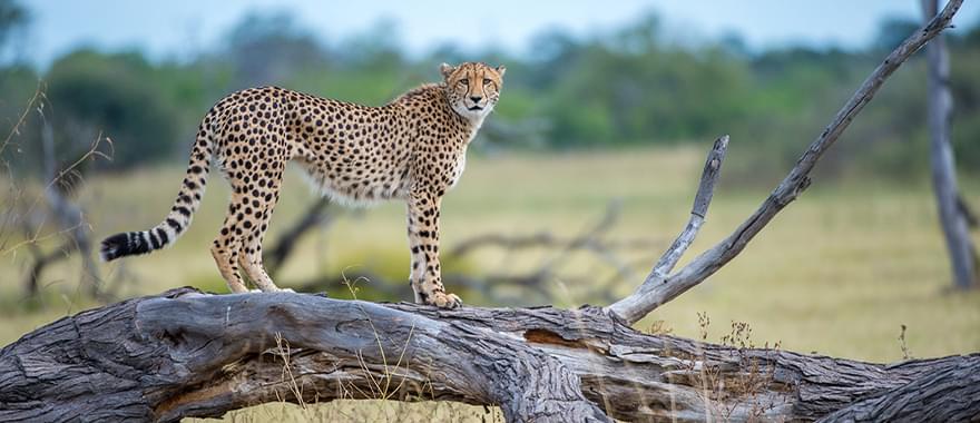 Namibia Safari - A Wonderful Experience