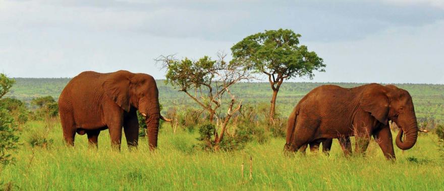 Amazing Zambia Safari Experience