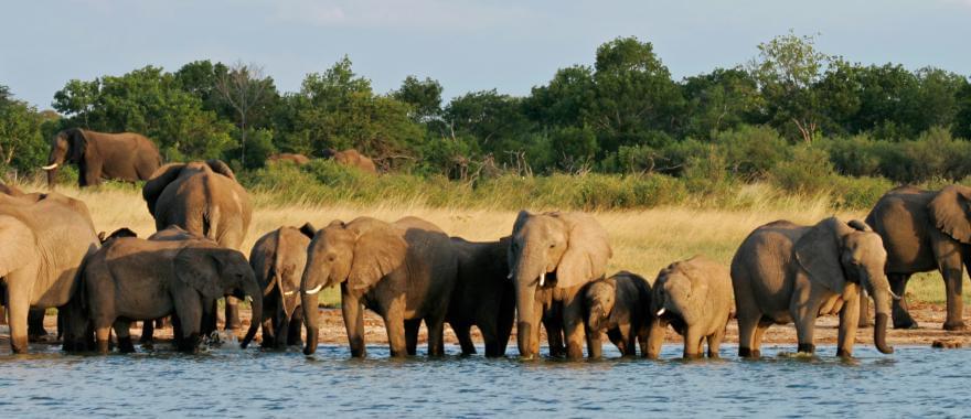 Zimbabwe Safari - My Wonderful Experience