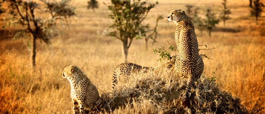 Best Tanzania Tour Ever