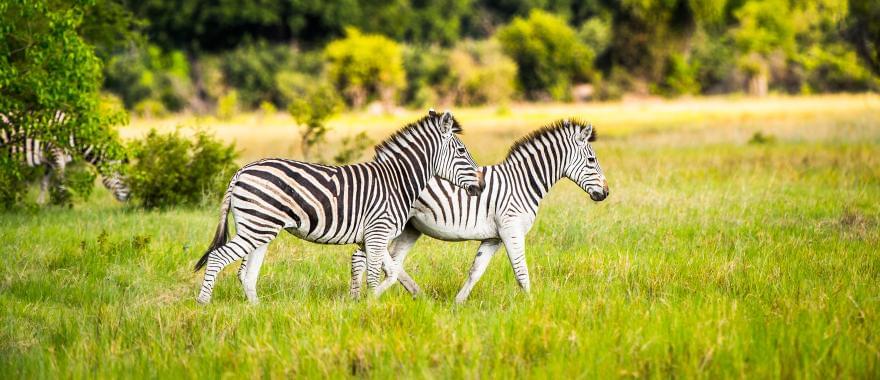 Amazing Trip To Zimbabwe