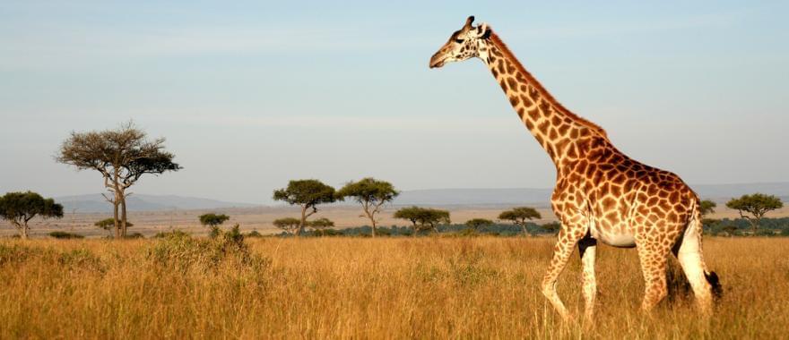 A Great Zambia Trip