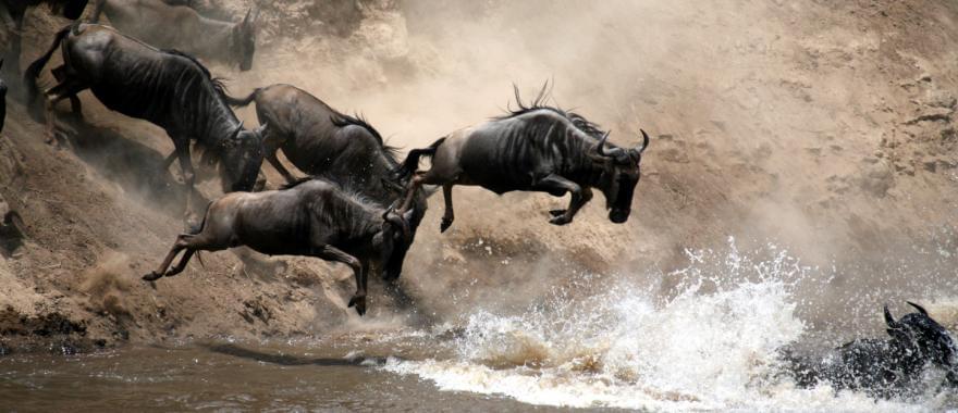 Rwanda Safari Review