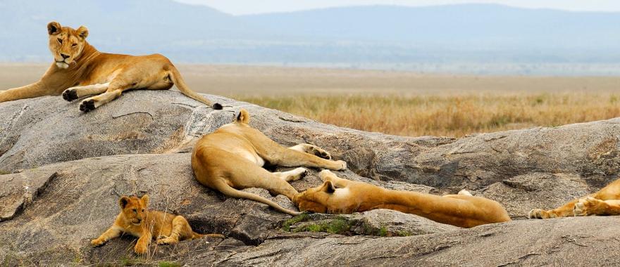 Tanzania Safari Review