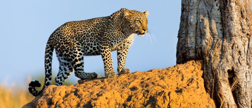 Zimbabwe Travel Review