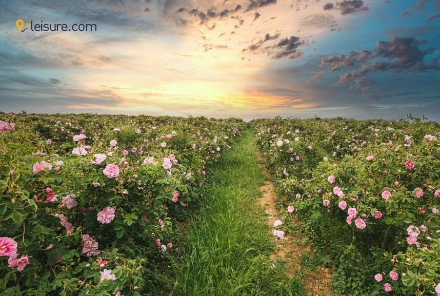  Traveling Dreams  df