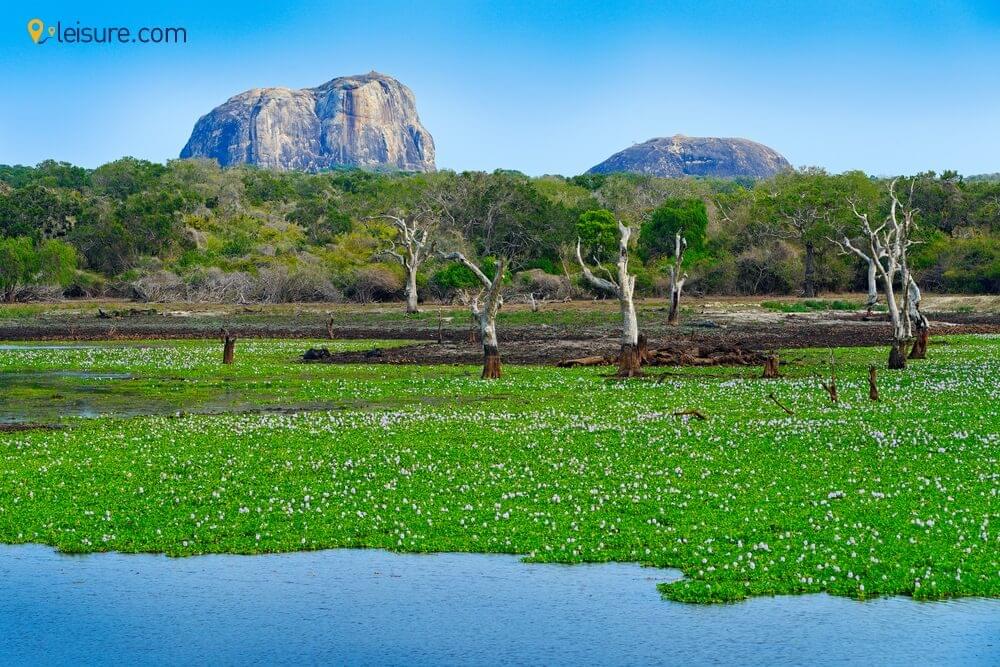 Dive Deep into Sri lanka d