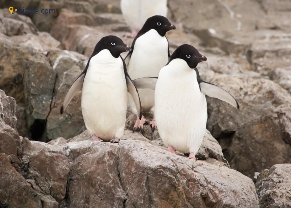  Argentina, Antarctica & Chile