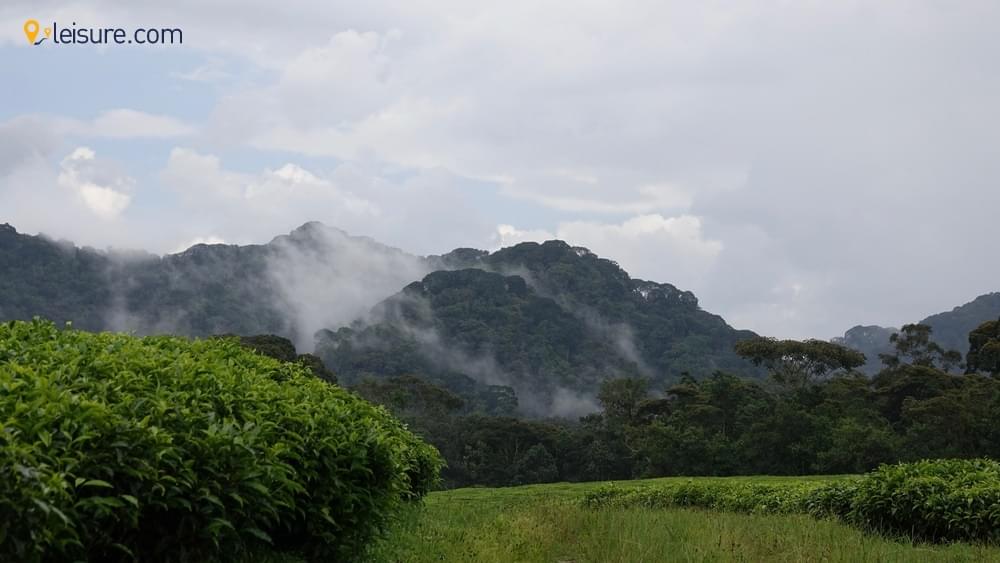 The Incredible Gorilla Trekking d