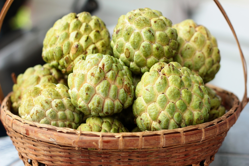 Cured Custard Apple For Expecting Mothers