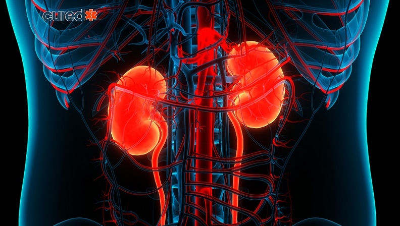 cured Kidney Healthy