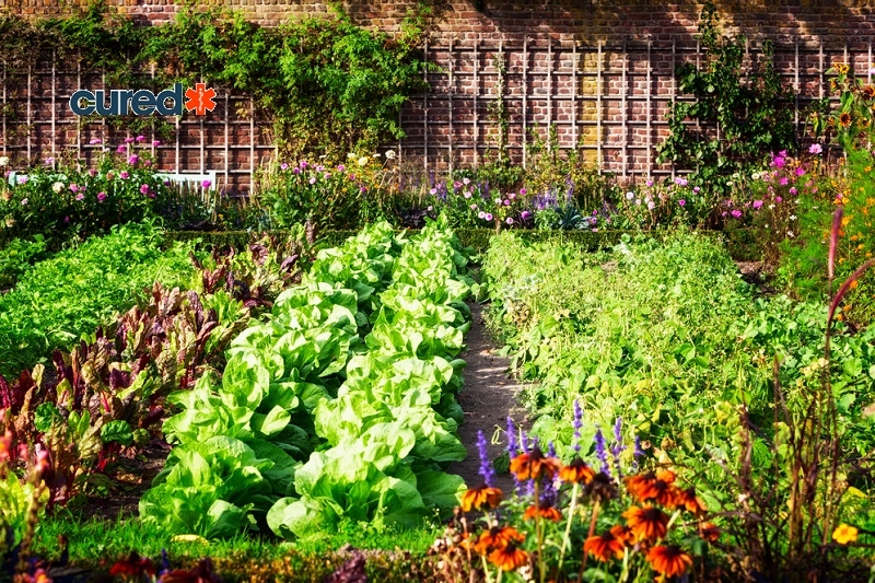 Cured herb garden 