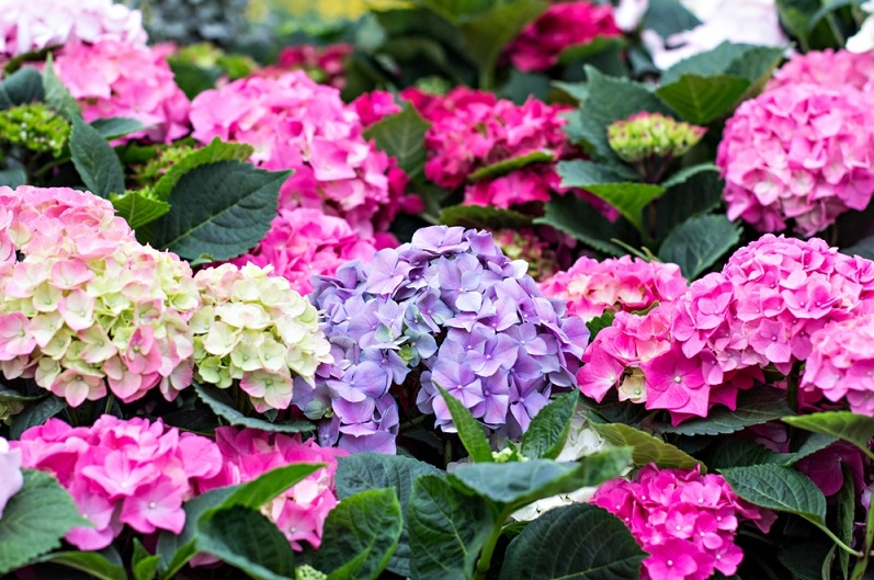 away wedding Hydrangeas Important For Wedding