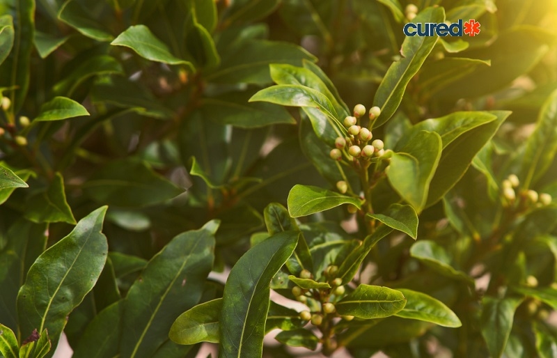 cured Bay Leaves