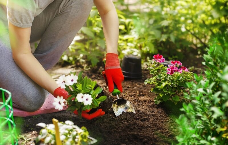 Gardener woman planting flowers in the garden