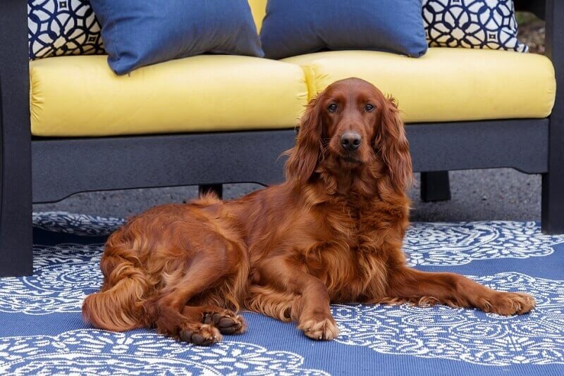 Irish Setter relaxing by patio rug